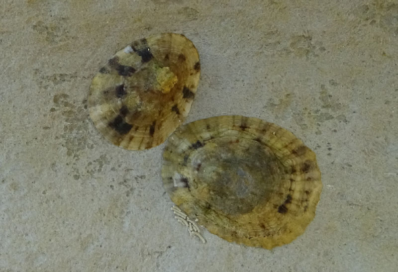 Patella caerulea